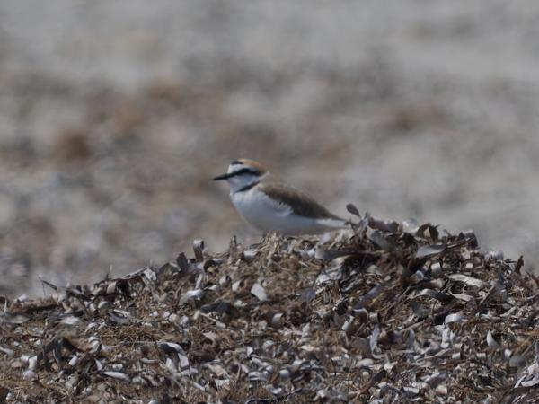 Kleine plevier (Thinornis dubius)